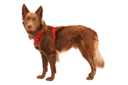 Front Range® Dog Harness