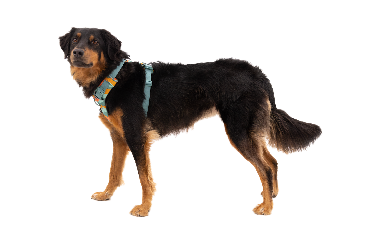 Front Range® Dog Harness