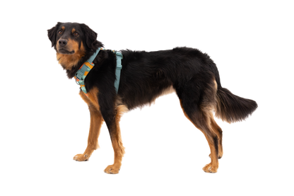 Front Range® Dog Harness