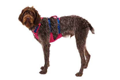 Flagline™ Dog Harness with Handle