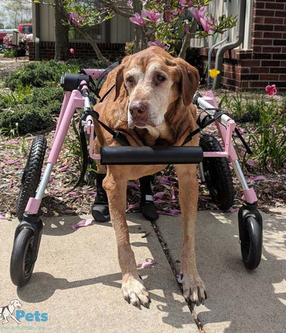 Walkin Wheels® LARGE Dog Front Wheel Attachment