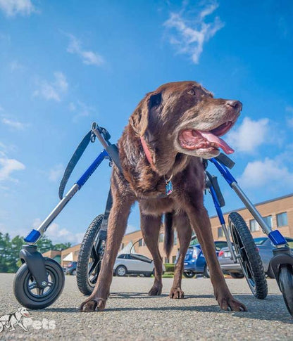 Walkin Wheels® LARGE Dog Front Wheel Attachment
