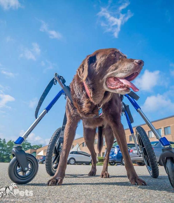 Walkin’ Wheels Full Support/4-Wheel MEDIUM (11 to 30 kg)