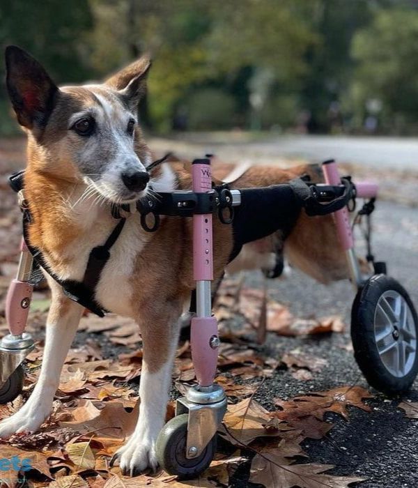 Walkin Wheels® SMALL Front Wheels Attachment