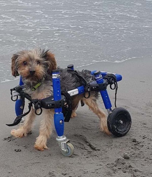 Walkin Wheels® SMALL Front Wheels Attachment