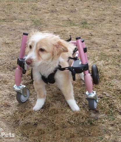 Walkin Wheels® Full Support/4-Wheel SMALL Dog Wheelchair (3.5 - 11kg)