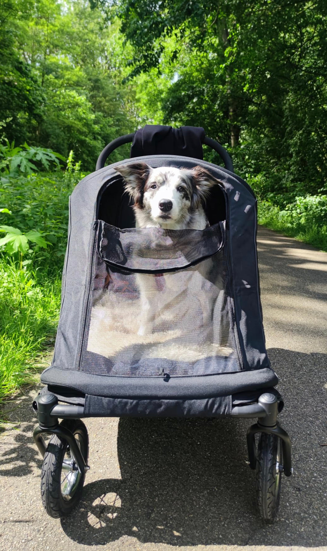 Petique Apollo Elite Pet Stroller incl. Free Rain Cover & Bike Adapter