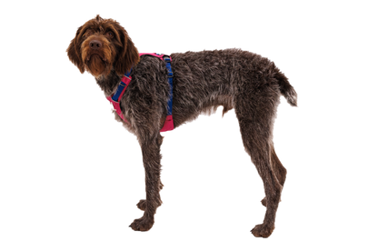 Hi & Light™ Lightweight Dog Harness