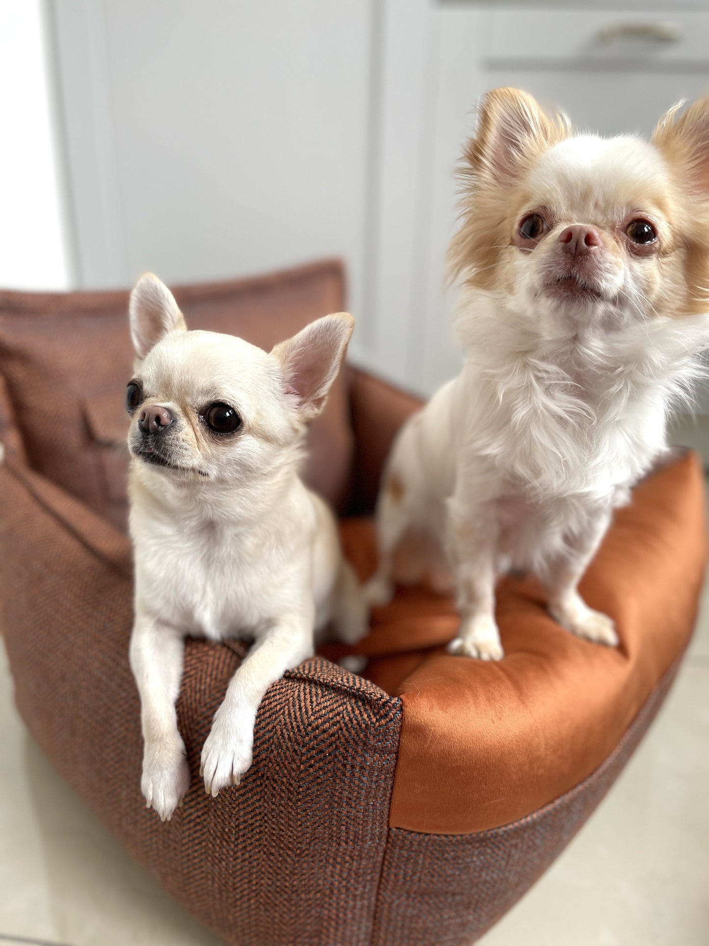 Oh Charlie Dog Car Seat Bed Winston