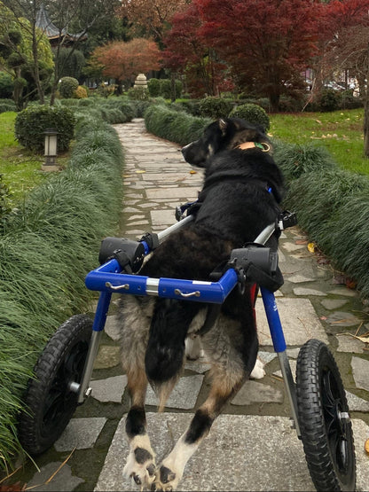 Walkin Wheels® MEDIUM Rear Dog Wheelchair (11 to 30kg)