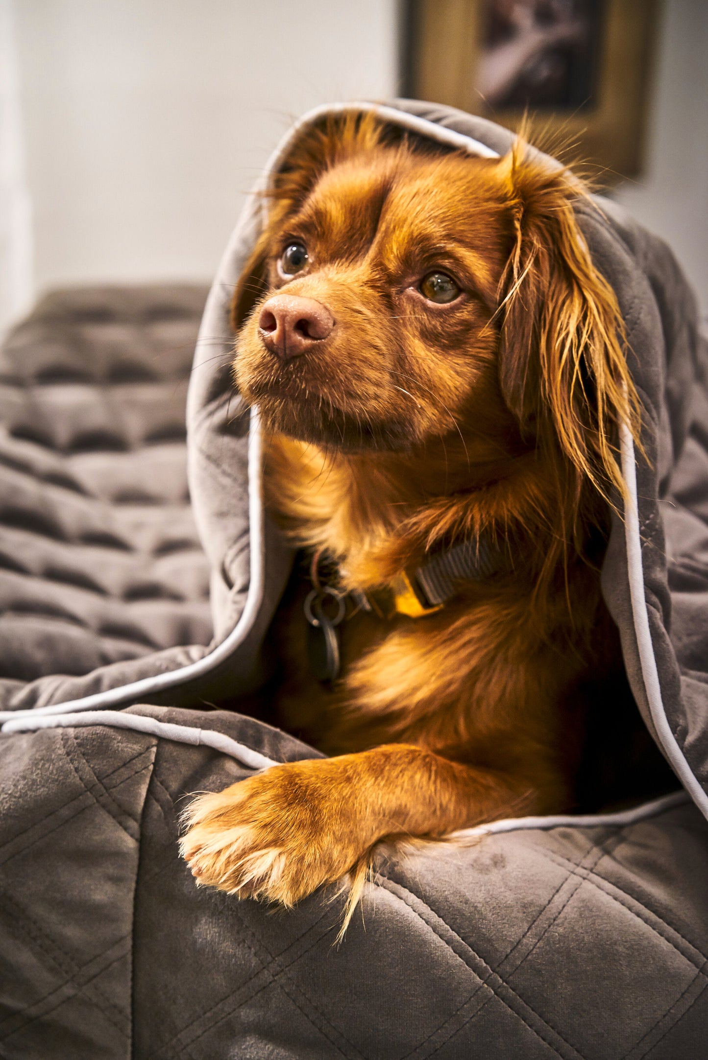 Laboni Multifunctional Outdoor and Travel Dog Blanket Oxford