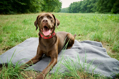 Laboni Multifunctional Outdoor and Travel Dog Blanket Teddy