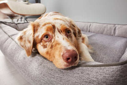 Laboni Orthopaedic Dog Bed Uno