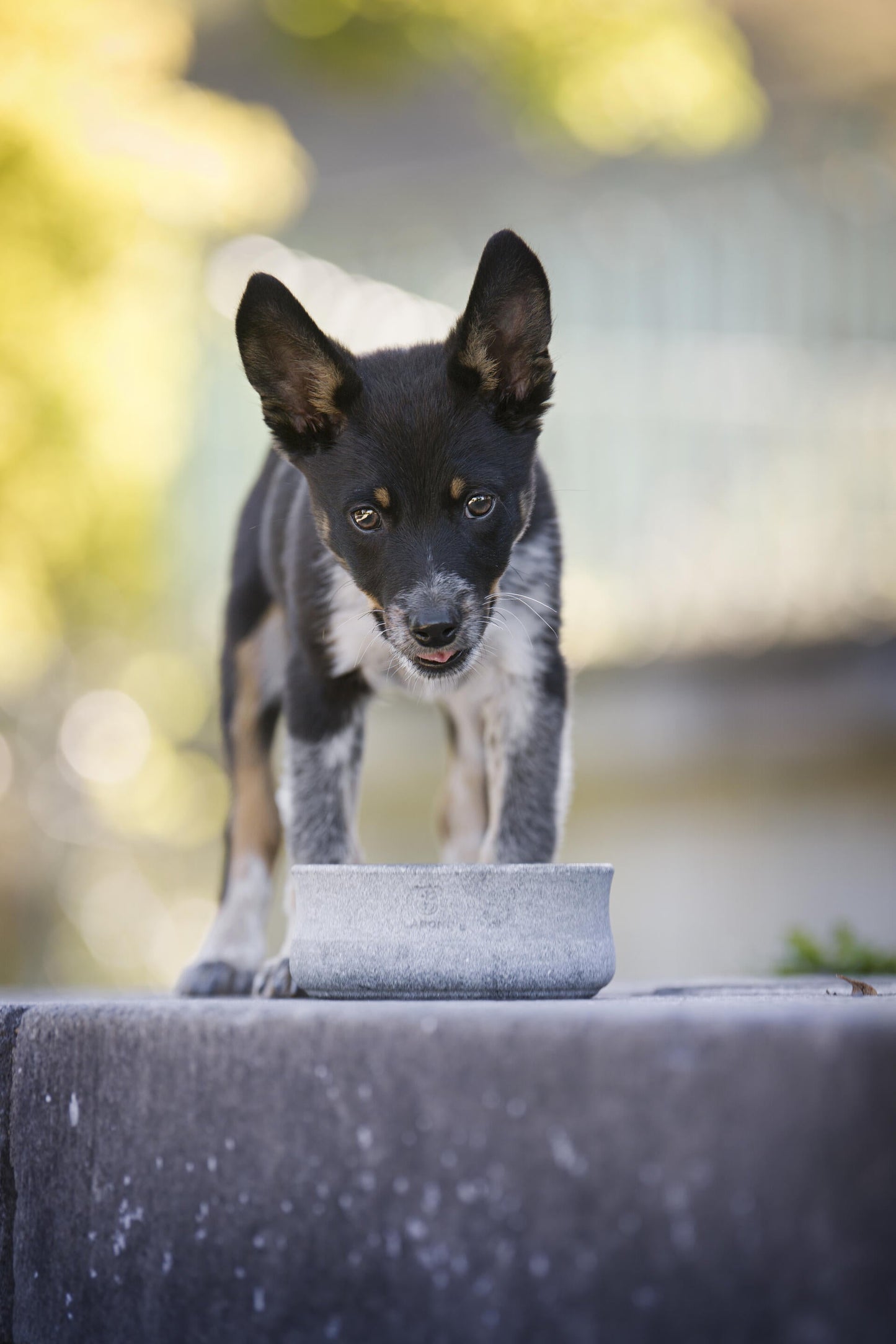 Laboni Soapstone Dog & Cat Bowl Rocky