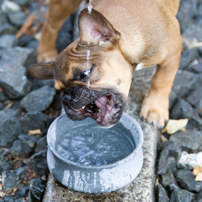 Laboni Soapstone Dog & Cat Bowl Rocky