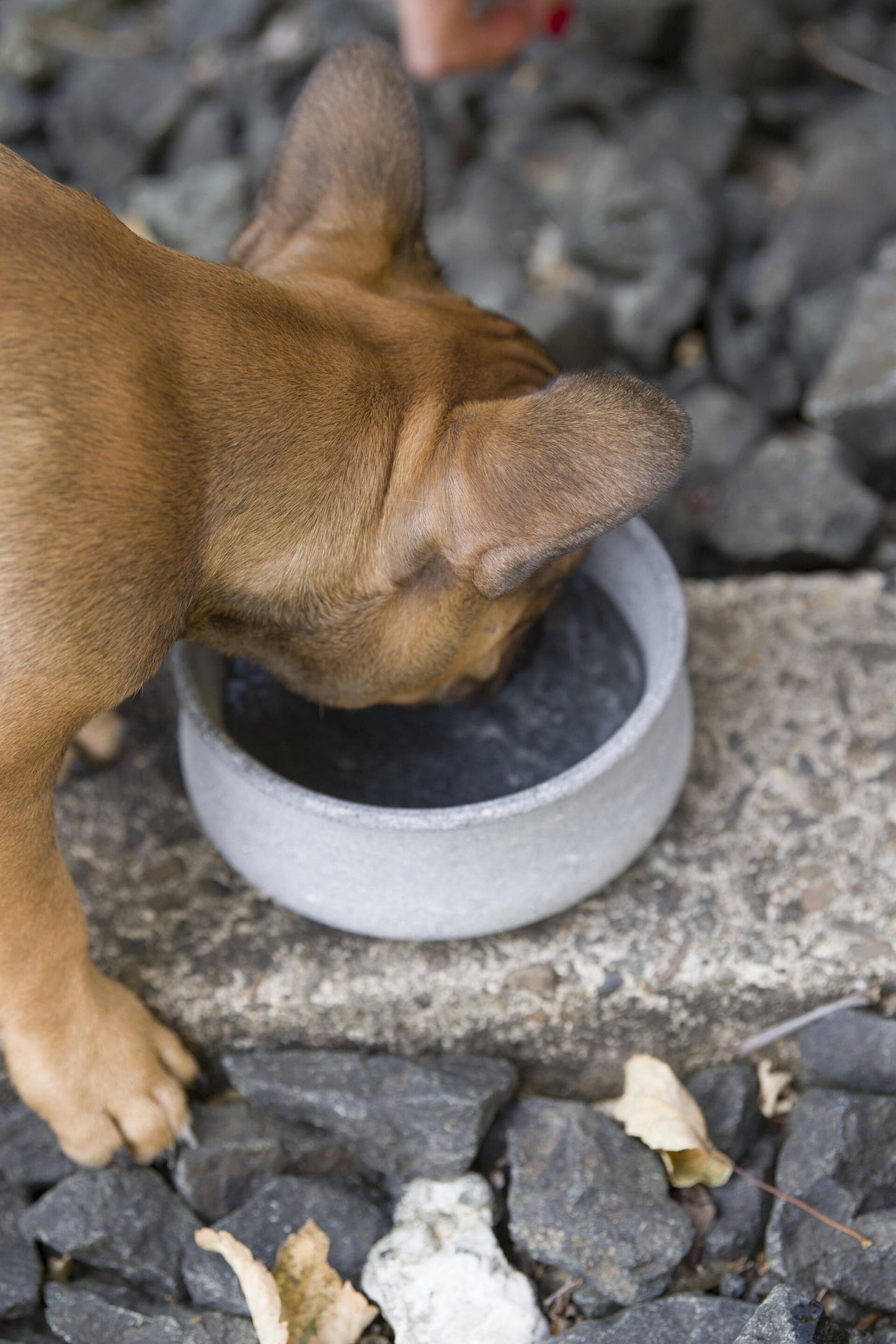 Laboni Soapstone Dog & Cat Bowl Rocky