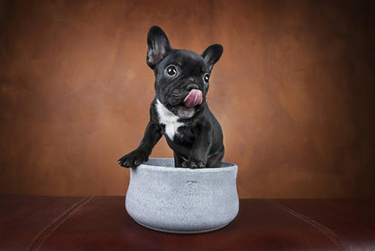 Laboni Soapstone Dog & Cat Bowl Rocky