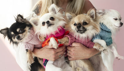 Oh Charlie BeBe’s Dog Sweater