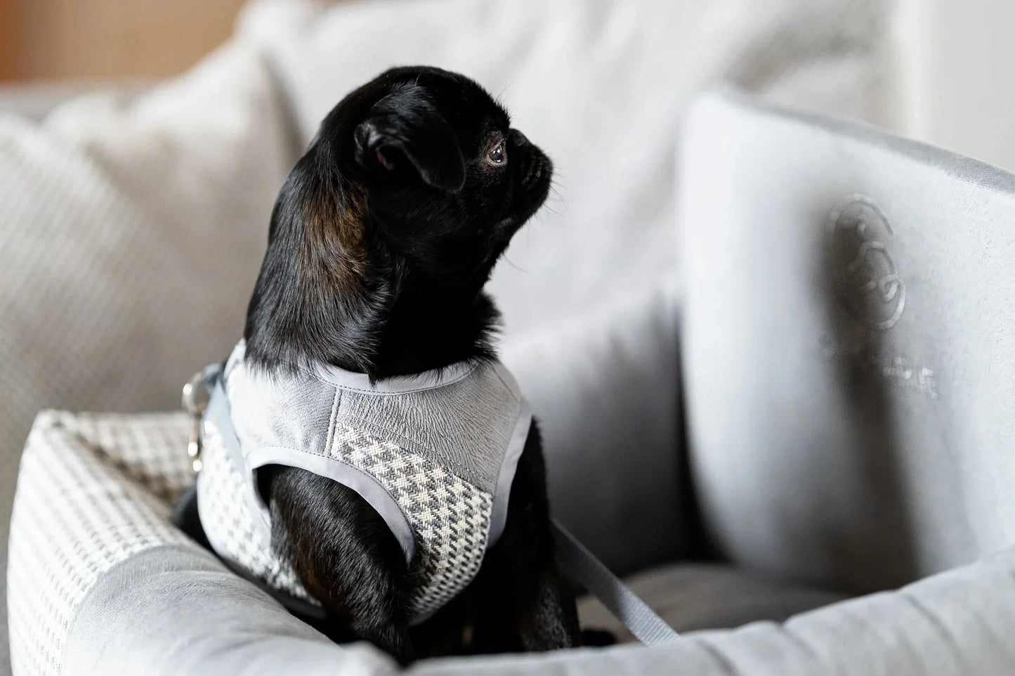 Oh Charlie Dog Car Seat Modern Finessa