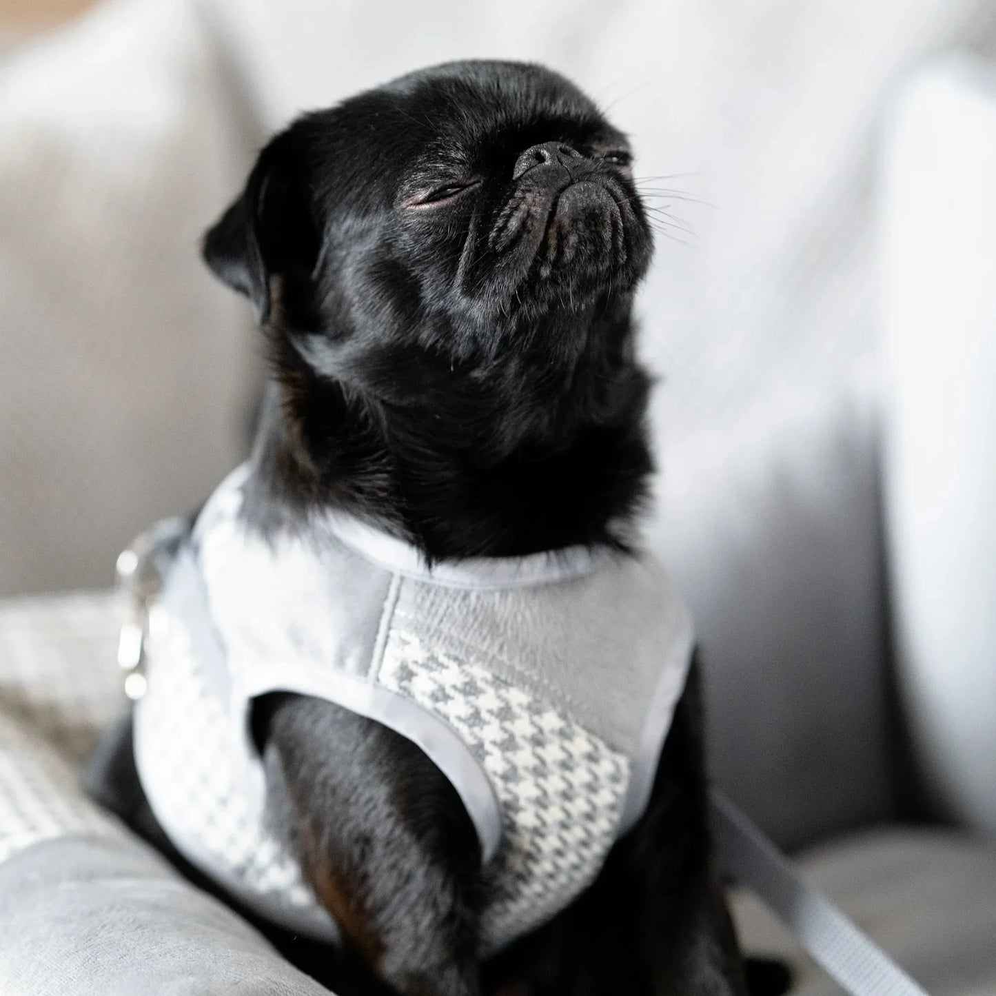 Oh Charlie Dog Car Seat Modern Finessa