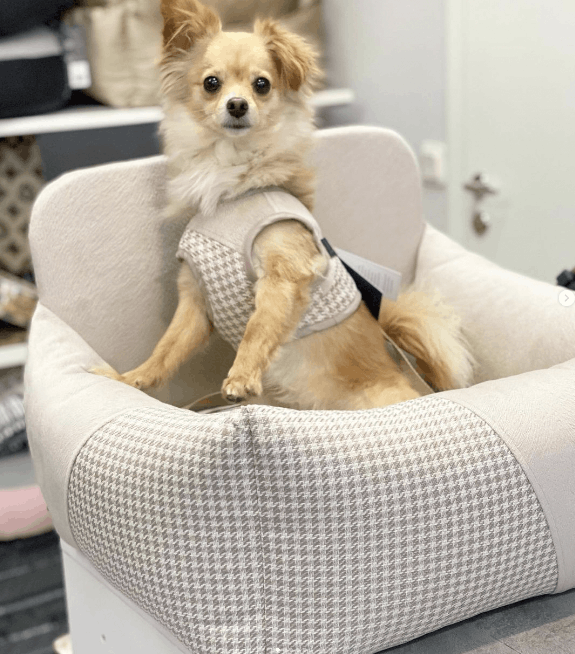 Oh Charlie Dog Car Seat Modern Finessa