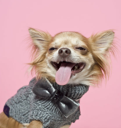 Oh Charlie Dog Sweater Precious