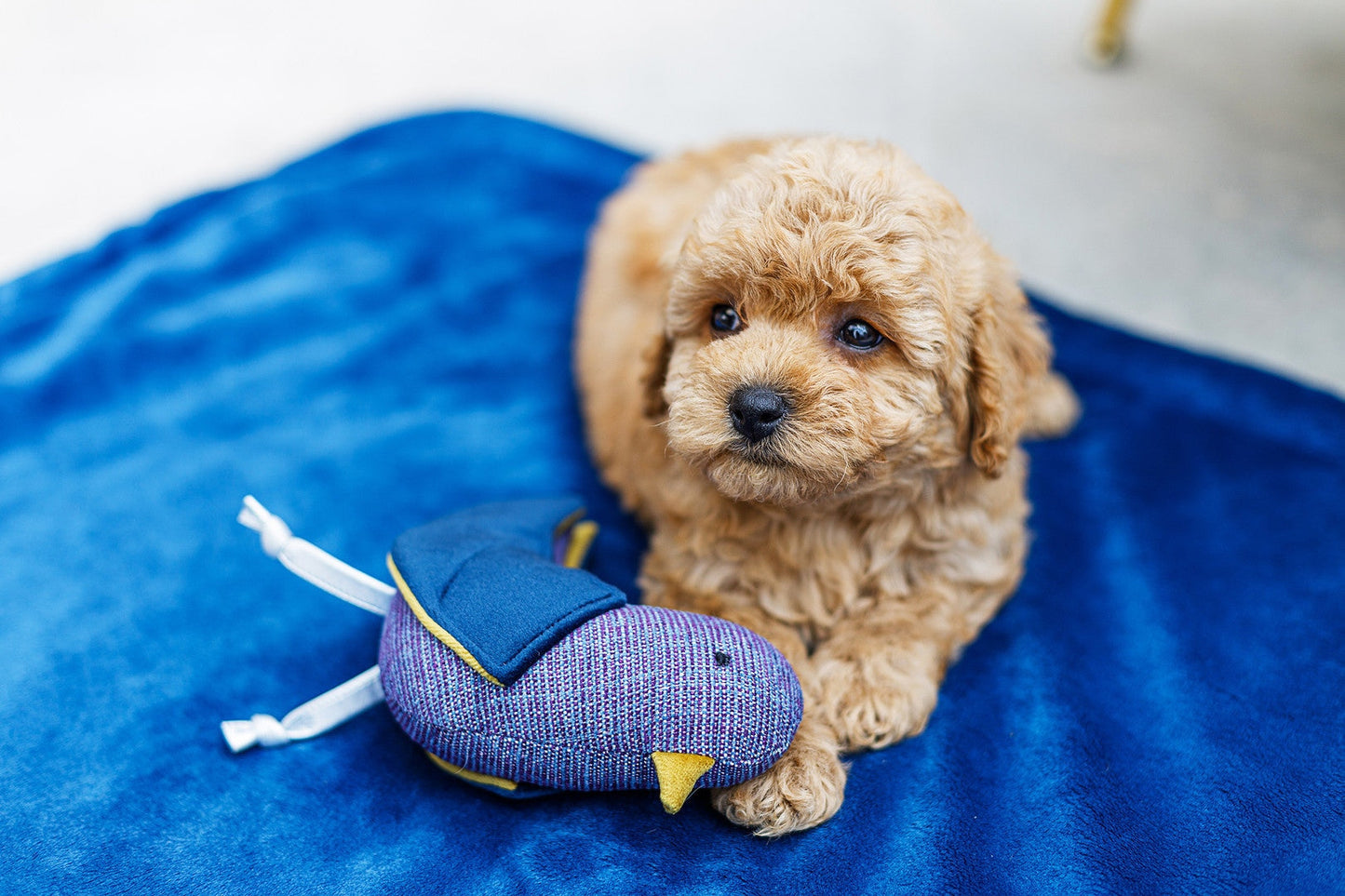 Oh Charlie Dog Toy Bird