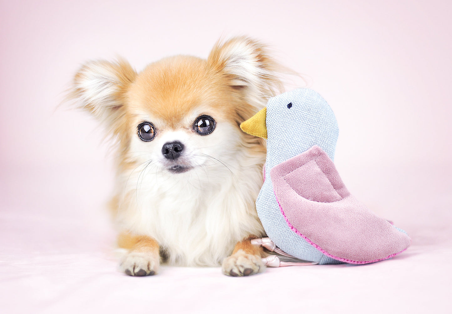 Oh Charlie Dog Toy Bird