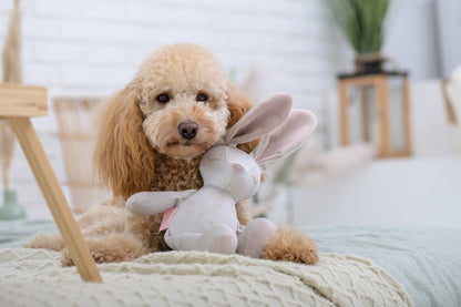 Oh Charlie Dog Toy