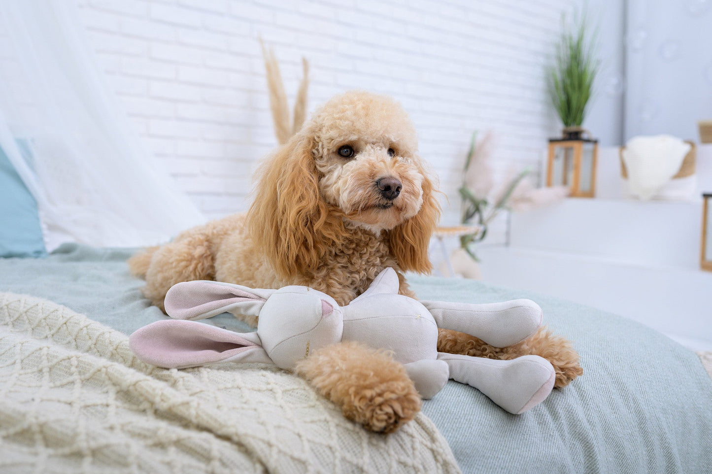 Oh Charlie Dog Toy