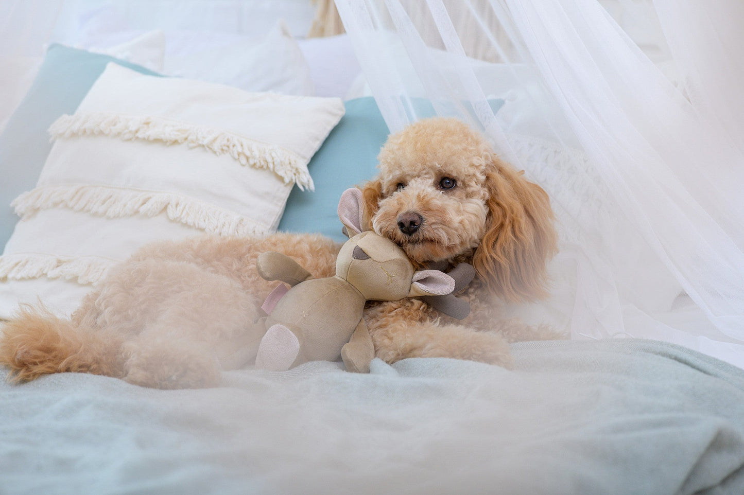 Oh Charlie Dog Toy