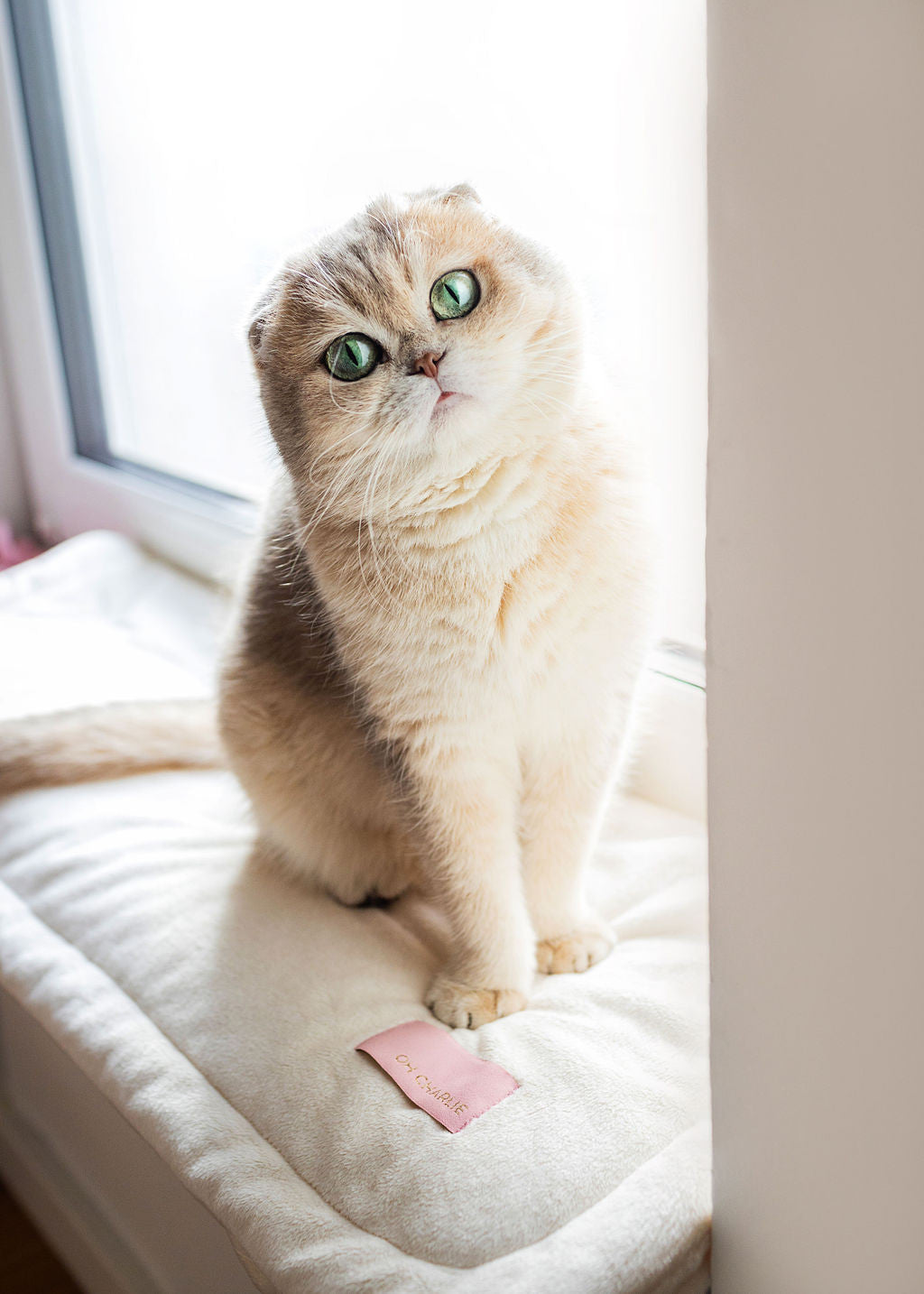 Oh Charlie Pet Blanket Magic