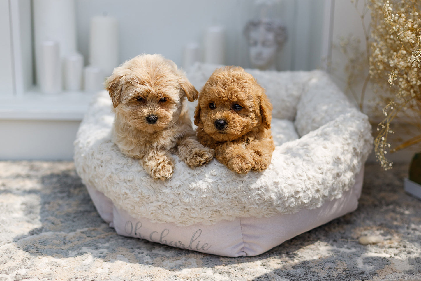Oh Charlie Round Dog Bed Charlotte