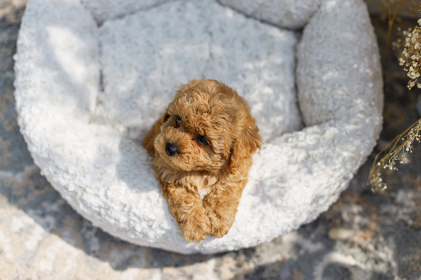 Oh Charlie Round Dog Bed Charlotte