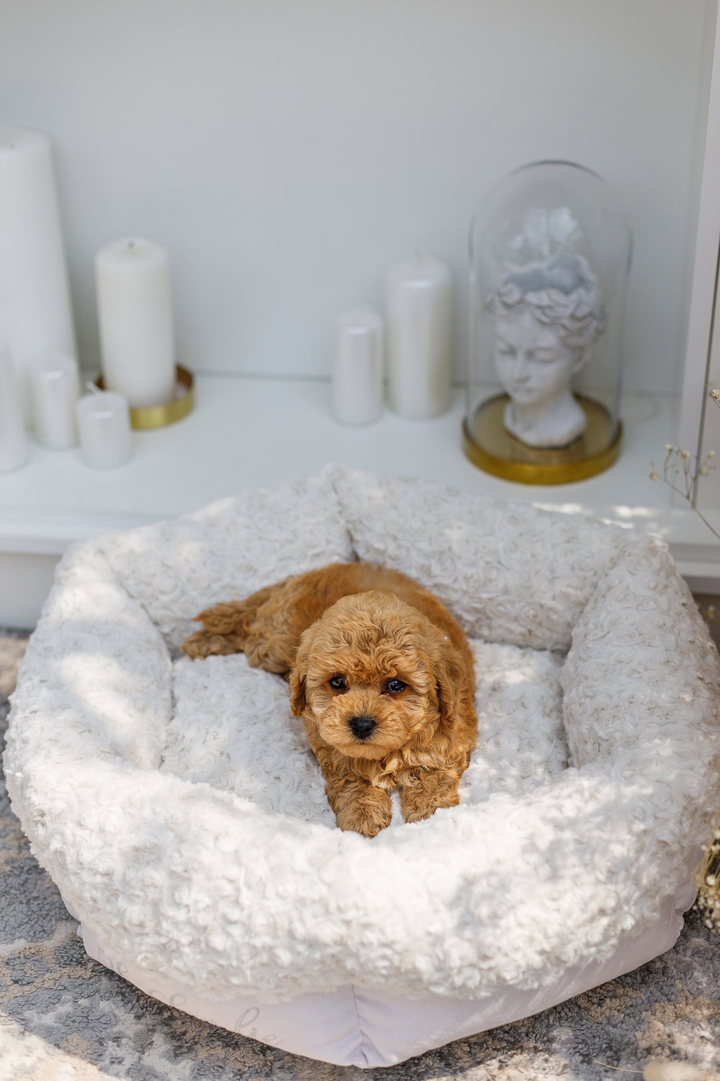 Oh Charlie Round Dog Bed Charlotte