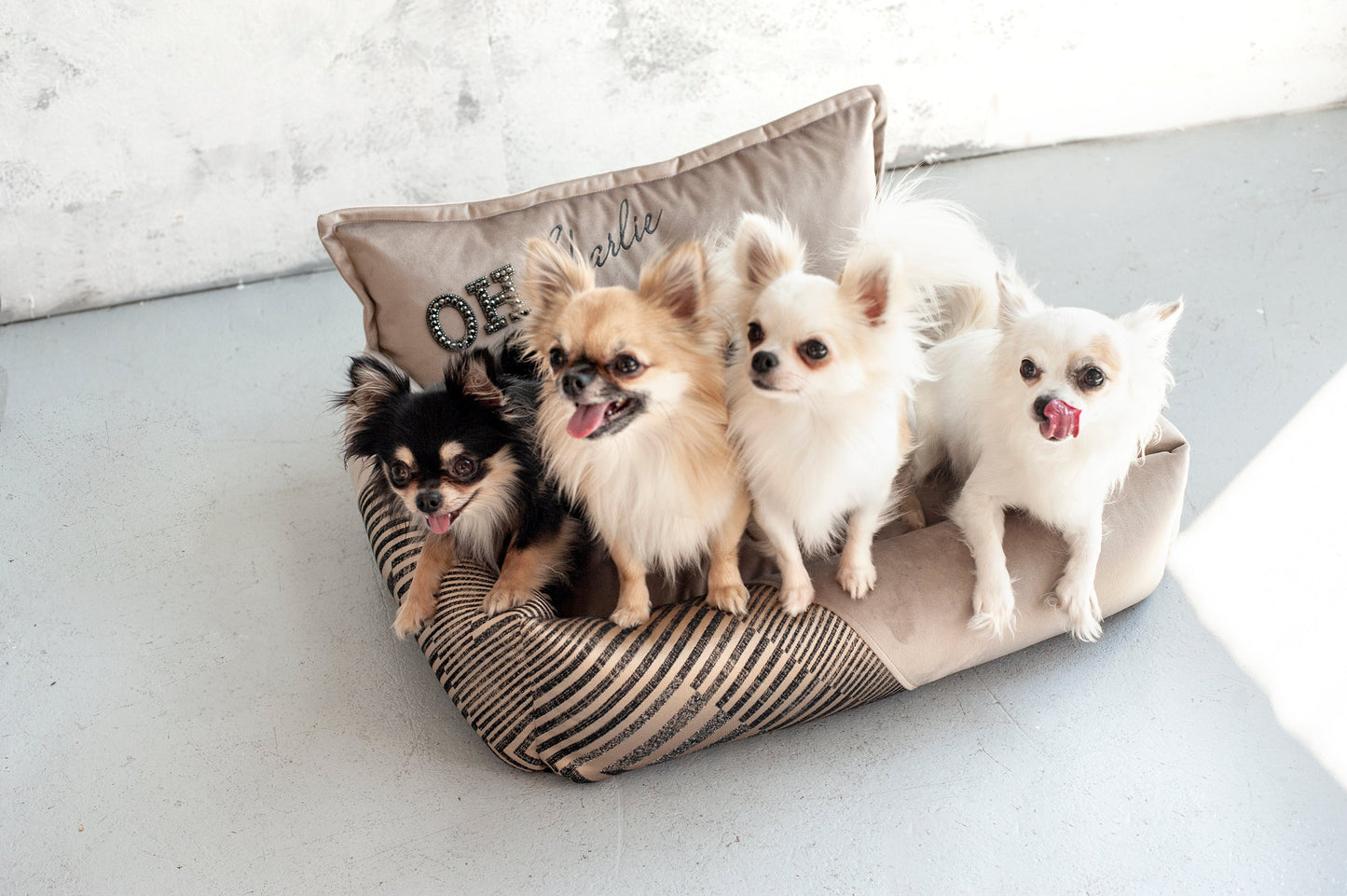 Oh Charlie Square Dog Bed Devine