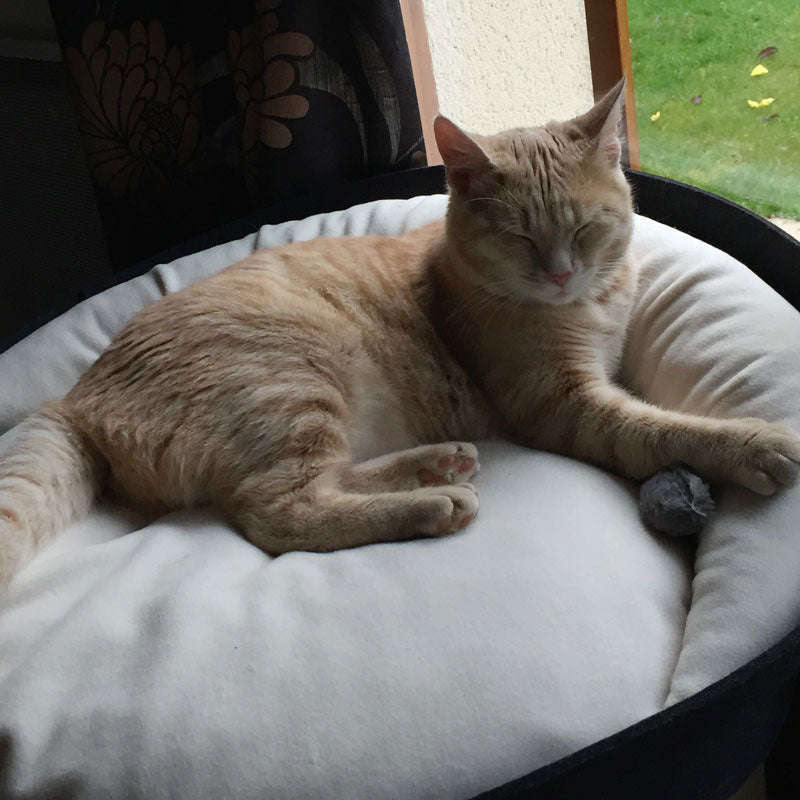 Pet Interiors ARENA Felt Designer Cat Bed