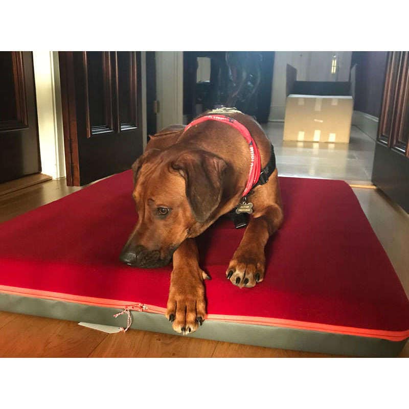 Pet Interiors Orthopedic Dog Mattress  & Blanket PAUL