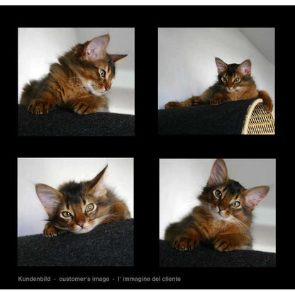 Pet Interiors Rondo Wicker Cat Wall Climber