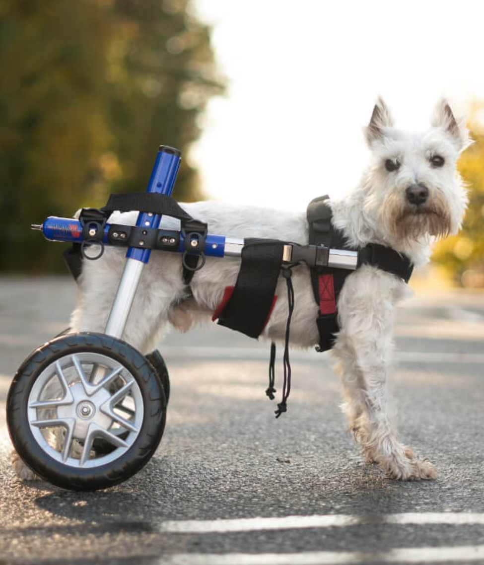 Walkin Wheels® SMALL Rear Dog Wheelchair (3.5 - 11kg)