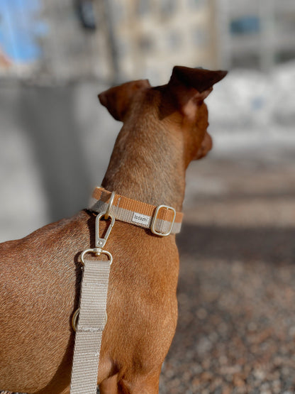 Tadazhi Classic Dog Collar