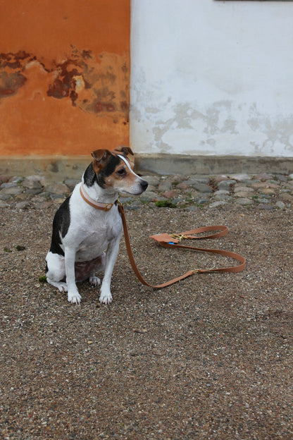 Tadazhi Classic Dog Lead