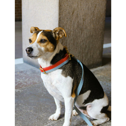 Tadazhi My Dog Collar