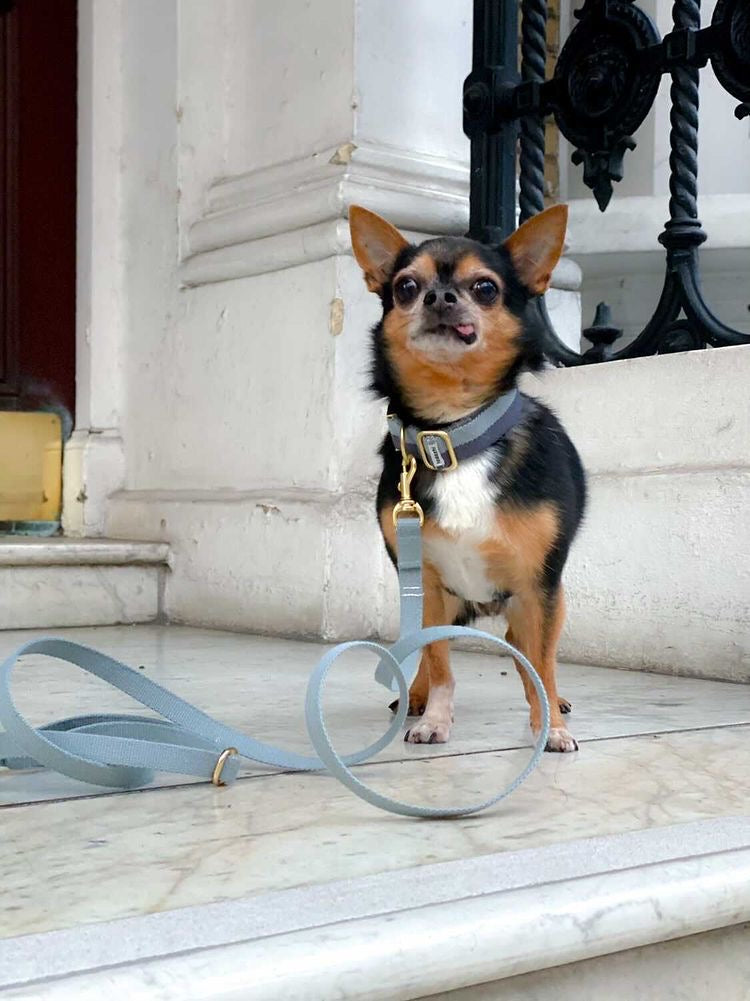 Tadazhi My Dog Lead
