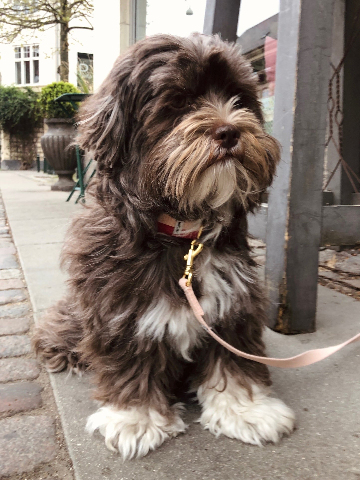 Tadazhi My Dog Lead