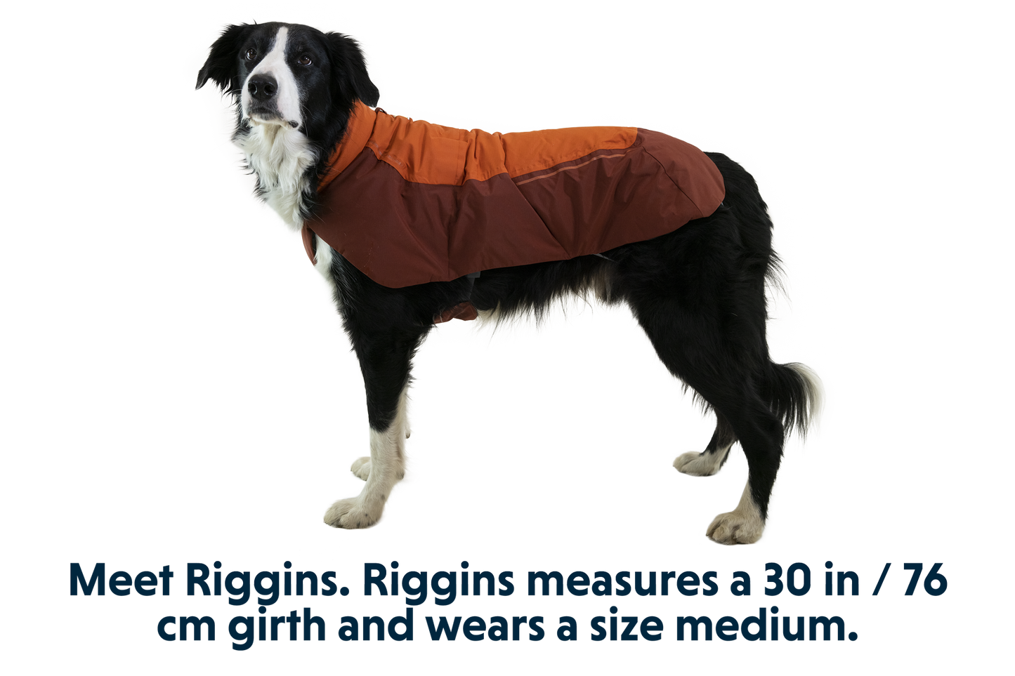 Vert™ Dog Vest