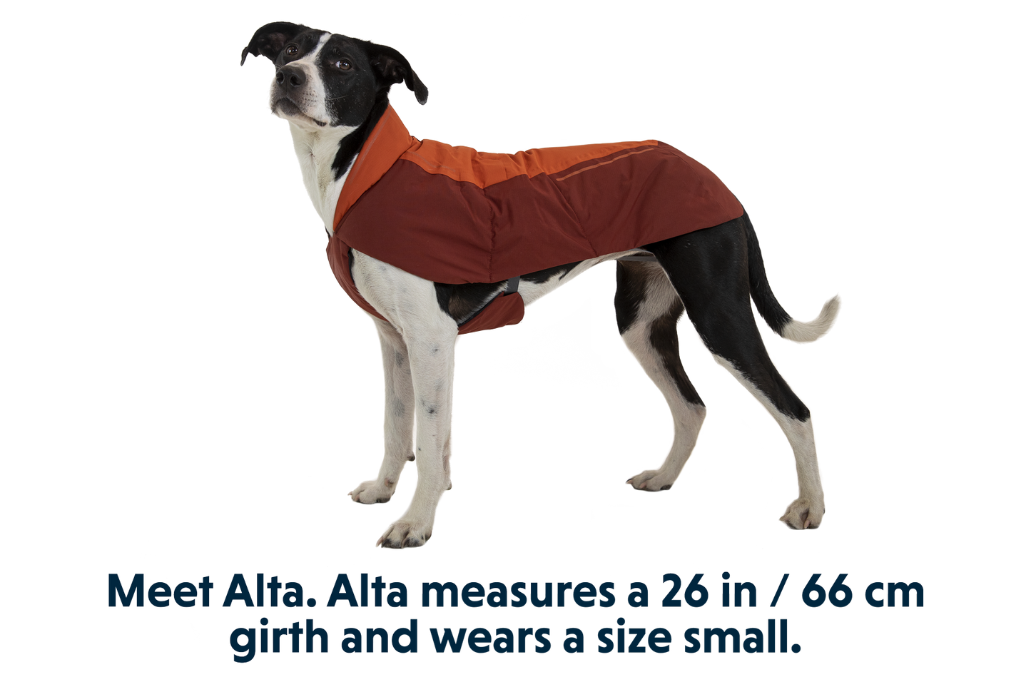 Vert™ Dog Vest