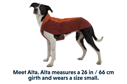 Vert™ Dog Vest