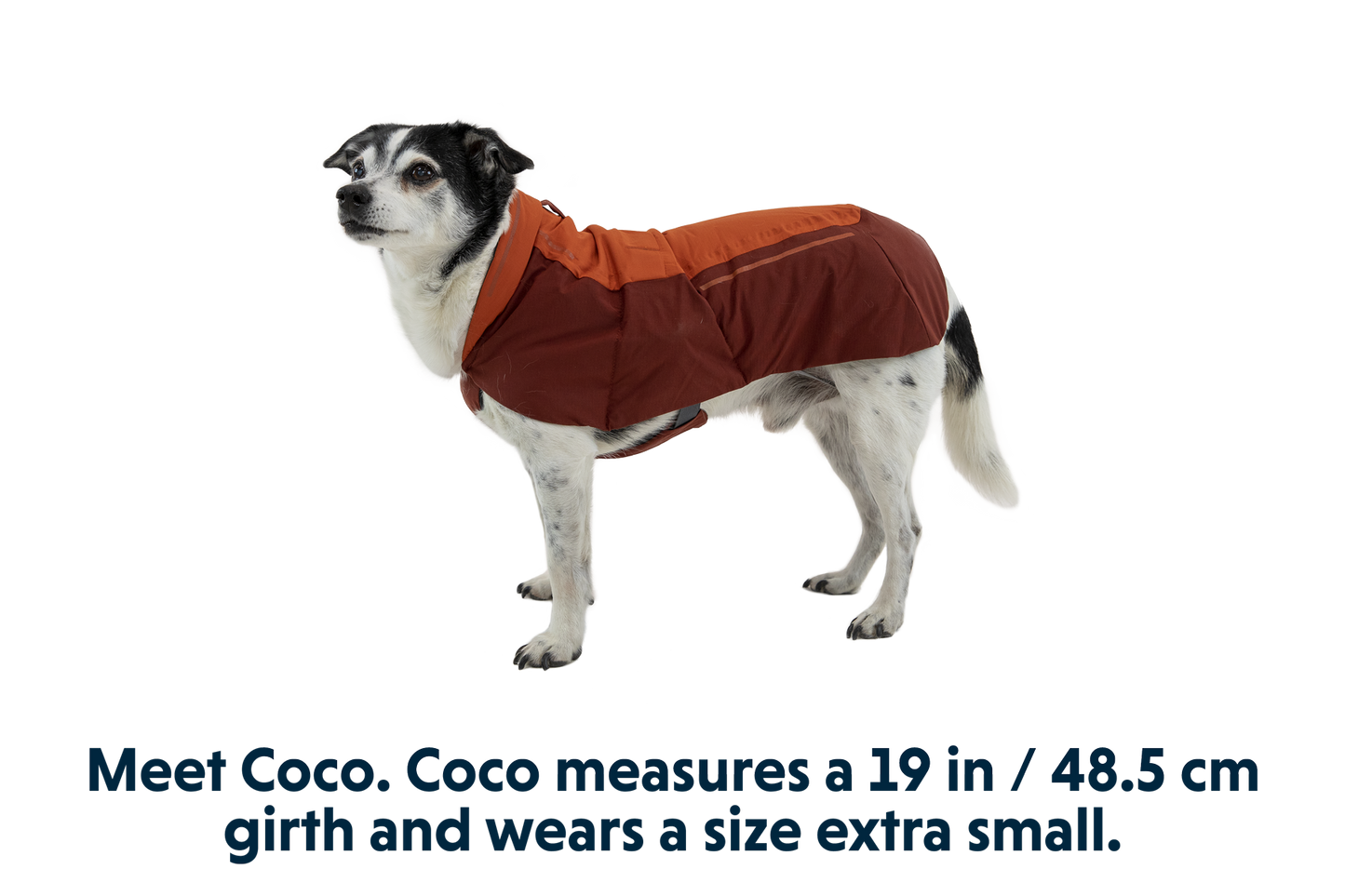 Vert™ Dog Vest