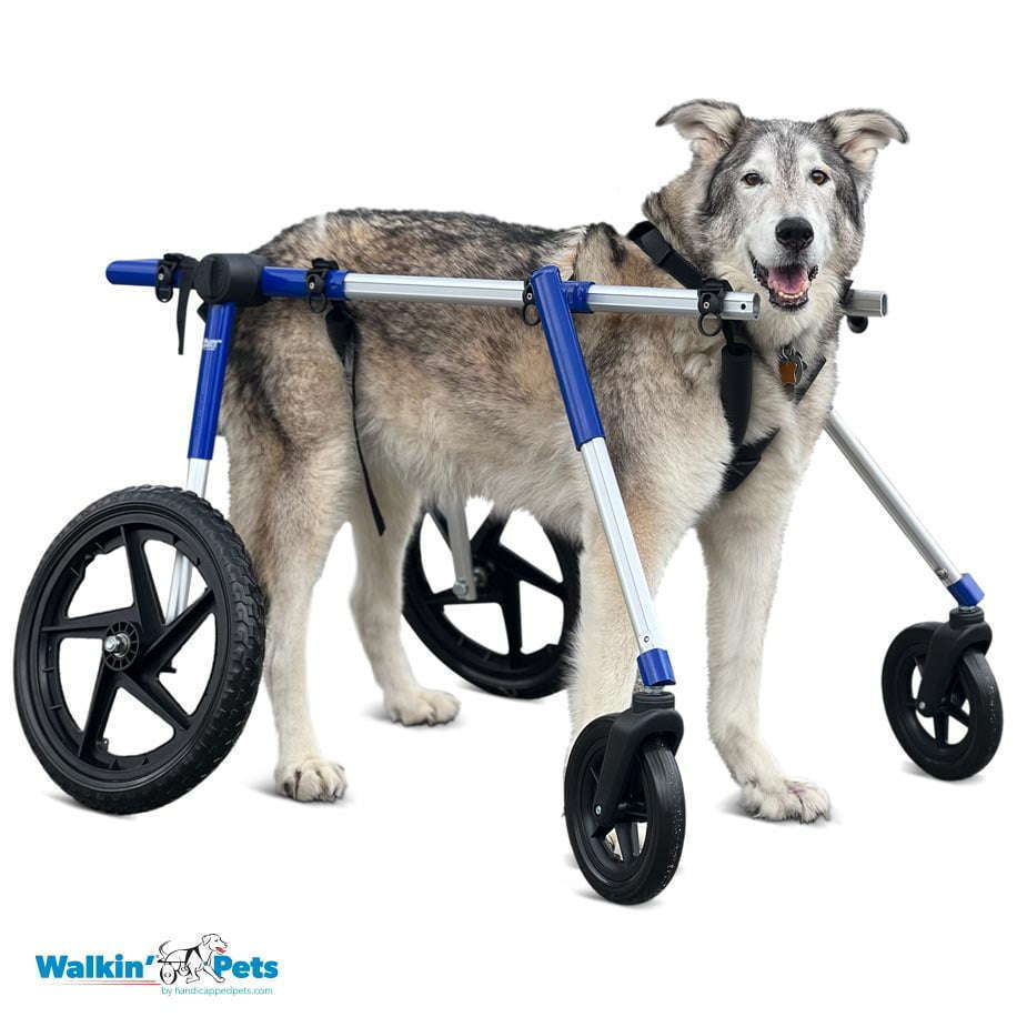 Walkin Wheels® Full Support/4-Wheel LARGE Dog Wheelchair (31 to 82 kg)